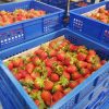 草莓季每日現採現貨批發，有店面免+1，隨時去買都有貨，羅仲云大湖草莓芒果批發零售